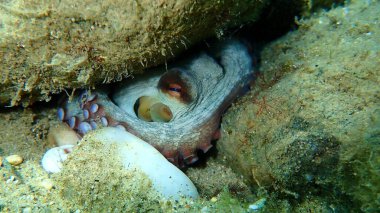 Ortak ahtapot (Octopus vulgaris) denizaltı, Ege Denizi, Yunanistan, Halkidiki