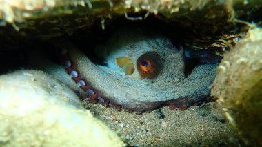 Ortak ahtapot (Octopus vulgaris) denizaltı, Ege Denizi, Yunanistan, Halkidiki