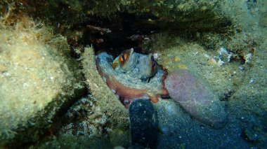 Ortak ahtapot (Octopus vulgaris) denizaltı, Ege Denizi, Yunanistan, Halkidiki