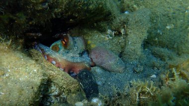 Ortak ahtapot (Octopus vulgaris) denizaltı, Ege Denizi, Yunanistan, Halkidiki