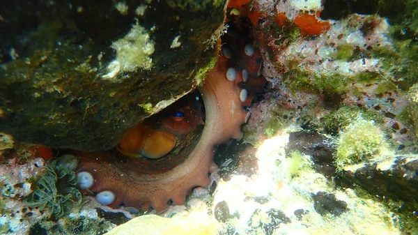 Polpo Comune Octopus Vulgaris Sottomarino Mar Egeo Grecia Calcidica — Foto Stock