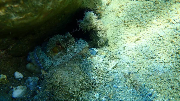 一般的なタコ タコハゲワシ エーゲ海 ギリシャ Halkidiki — ストック写真