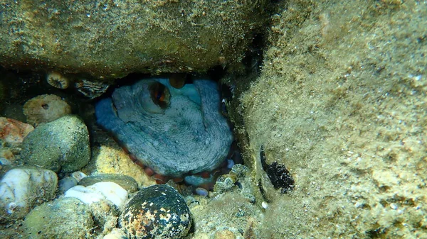 Pieuvre Commune Octopus Vulgaris Sous Marine Mer Égée Grèce Chalcidique — Photo