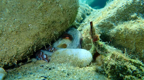 Bläckfisk Octopus Vulgaris Havsytan Egeiska Havet Grekland Halkidiki — Stockfoto