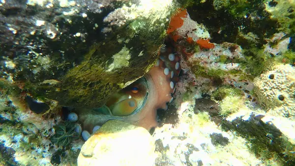 Közönséges Polip Octopus Vulgaris Tenger Alatt Égei Tenger Görögország Halkidiki — Stock Fotó