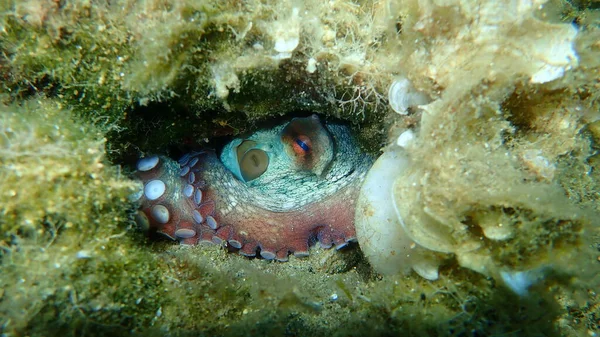 Pulpo Común Octopus Vulgaris Submarino Mar Egeo Grecia Halkidiki — Foto de Stock