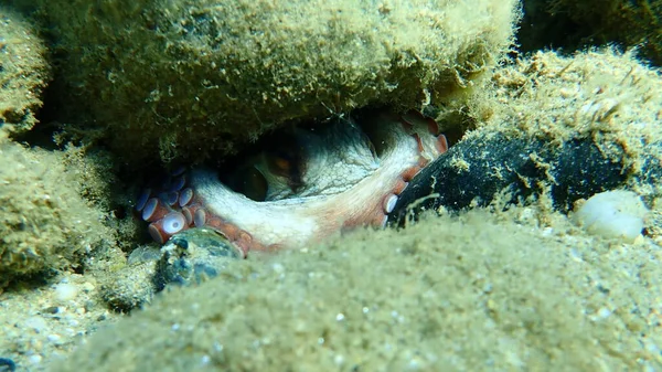 普通章鱼 Octopus Vulgaris 爱琴海 Halkidiki — 图库照片