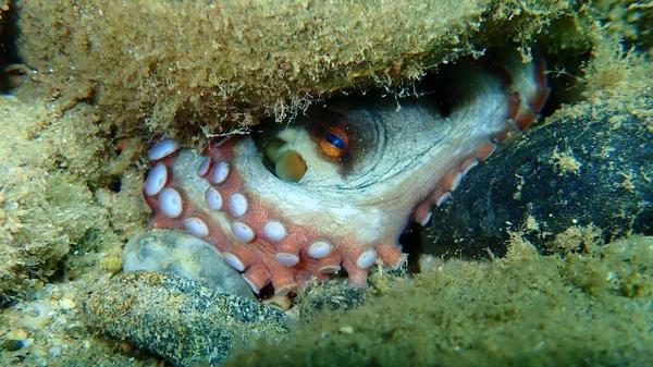 普通章鱼 Octopus Vulgaris 爱琴海 Halkidiki — 图库照片