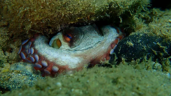 Polpo Comune Octopus Vulgaris Sottomarino Mar Egeo Grecia Calcidica — Foto Stock