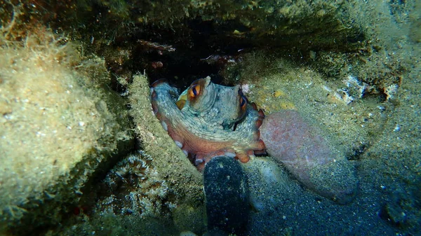 Ortak ahtapot (Octopus vulgaris) denizaltı, Ege Denizi, Yunanistan, Halkidiki