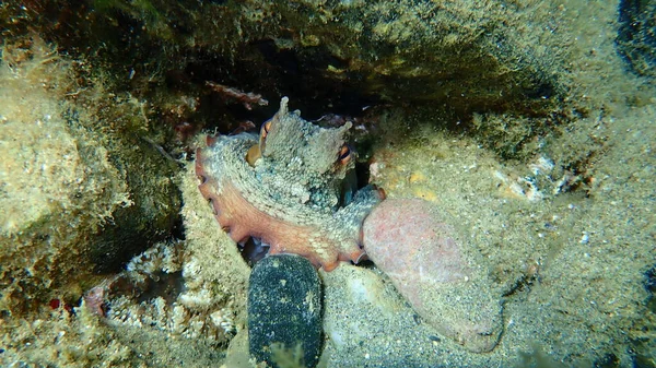 Polpo Comune Octopus Vulgaris Sottomarino Mar Egeo Grecia Calcidica — Foto Stock