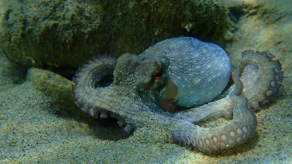 Common Octopus Octopus Vulgaris Undersea Aegean Sea Greece Halkidiki — Stock Photo, Image