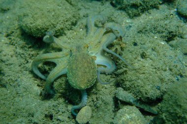 Genel ahtapot (Octopus vulgaris) avı, Ege Denizi, Yunanistan, Halkidiki, Pirgos plajı