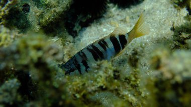 Boyanmış komando (Serranus scriba) denizaltı, Ege Denizi, Yunanistan, Halkidikii, Pirgos plajı