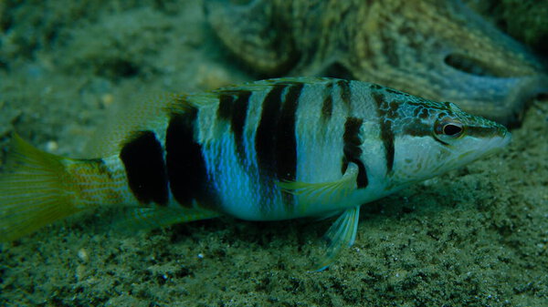 Painted comber (Serranus scriba) подводное, Эгейское море, Греция, Халкидики, пляж Пиргос