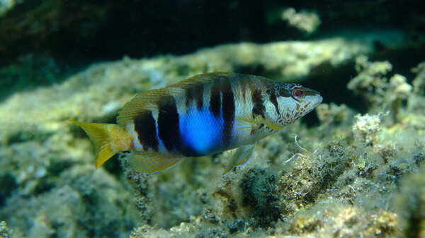 Painted comber (Serranus scriba) подводное, Эгейское море, Греция, Халкидики, пляж Пиргос