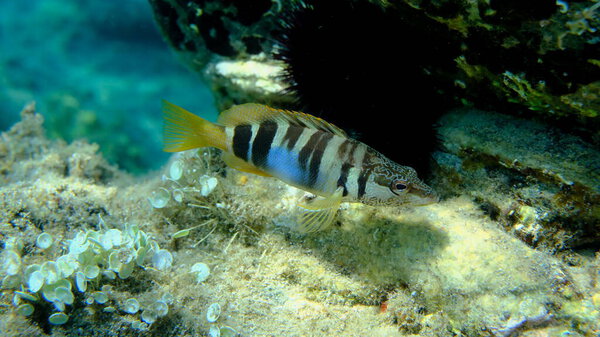 Painted comber (Serranus scriba) подводное, Эгейское море, Греция, Халкидики, пляж Пиргос