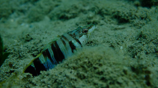 Painted comber (Serranus scriba) подводное, Эгейское море, Греция, Халкидики, пляж Пиргос