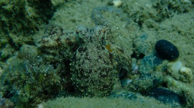 Genel ahtapot (Octopus vulgaris) avı, Ege Denizi, Yunanistan, Halkidiki, Pirgos plajı