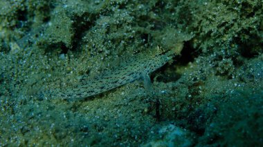 Bucchich 's goby (Gobius bucchichi) denizaltı, Ege Denizi, Yunanistan, Halkidikii, Pirgos plajı