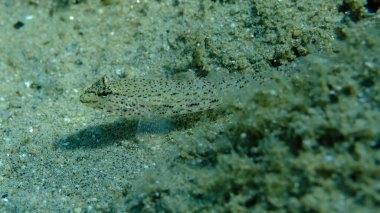 Bucchich 's goby (Gobius bucchichi) denizaltı, Ege Denizi, Yunanistan, Halkidikii, Pirgos plajı