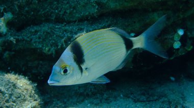 Denizaltı, Ege Denizi, Yunanistan, Halkidiki, Pirgo Sahili, iki bantlı çipura (Diplodus vulgaris)