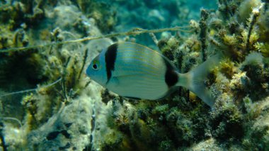 Denizaltı, Ege Denizi, Yunanistan, Halkidiki, Pirgo Sahili, iki bantlı çipura (Diplodus vulgaris)