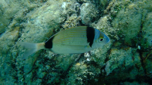 Denizaltı, Ege Denizi, Yunanistan, Halkidiki, Pirgo Sahili, iki bantlı çipura (Diplodus vulgaris)