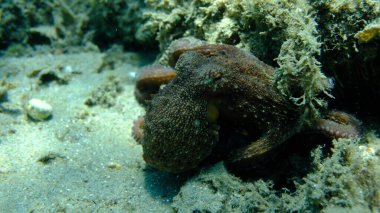 Genel ahtapot (Octopus vulgaris) avı, Ege Denizi, Yunanistan, Halkidiki, Pirgos plajı