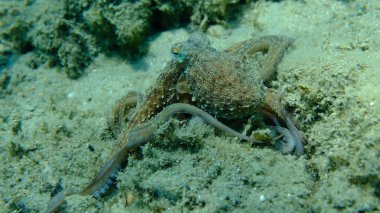 Genel ahtapot (Octopus vulgaris) avı, Ege Denizi, Yunanistan, Halkidiki, Pirgos plajı