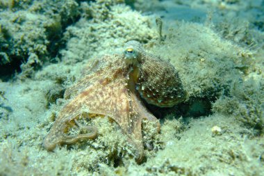 Genel ahtapot (Octopus vulgaris) avı, Ege Denizi, Yunanistan, Halkidiki, Pirgos plajı