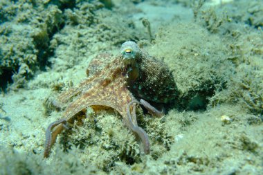 Genel ahtapot (Octopus vulgaris) avı, Ege Denizi, Yunanistan, Halkidiki, Pirgos plajı