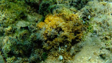 Eskiden mavi-yeşil algler (siyanophyta) olarak adlandırılan deniz altı, Ege Denizi, Yunanistan, Halkidiki, Pirgos plajı