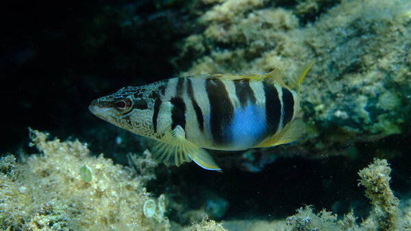 Painted comber (Serranus scriba) подводное, Эгейское море, Греция, Халкидики, пляж Пиргос