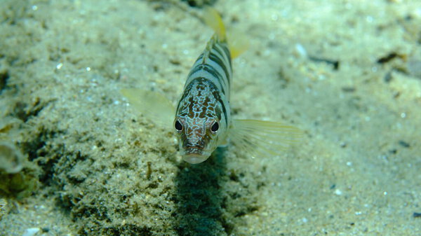 Painted comber (Serranus scriba) подводное, Эгейское море, Греция, Халкидики, пляж Пиргос