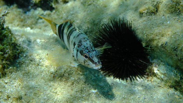 Painted comber (Serranus scriba) подводное, Эгейское море, Греция, Халкидики, пляж Пиргос