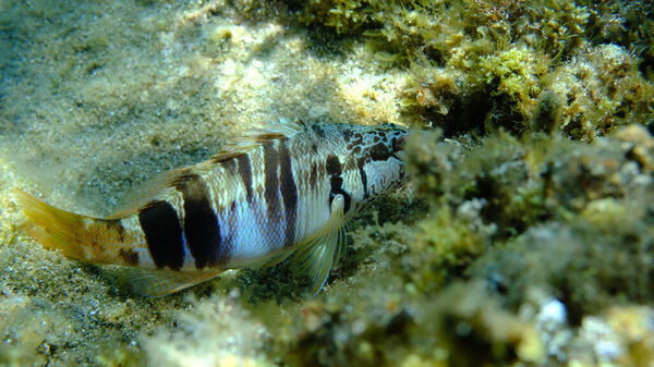 Painted comber (Serranus scriba) подводное, Эгейское море, Греция, Халкидики, пляж Пиргос