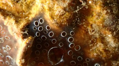 Kaplayan sömürge ascidiyan formu veya tunicate Diplosoma spongiforme aşırı yakın çekim sualtı, Ege Denizi, Yunanistan, Halkidiki, Pirgos plajı