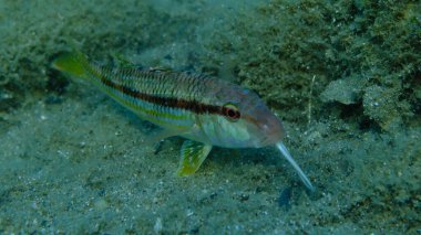 Deniz altı, Ege Denizi, Yunanistan, Halkidiki, Pirgos Sahili, çizgili kırmızı yelesi (Mullus surmuletus)