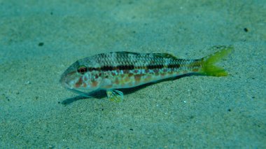 Deniz altı, Ege Denizi, Yunanistan, Halkidiki, Pirgos Sahili, çizgili kırmızı yelesi (Mullus surmuletus)