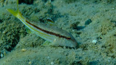 Deniz altı, Ege Denizi, Yunanistan, Halkidiki, Pirgos Sahili, çizgili kırmızı yelesi (Mullus surmuletus)