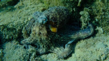 Genel ahtapot (Octopus vulgaris) avı, Ege Denizi, Yunanistan, Halkidiki, Pirgos plajı