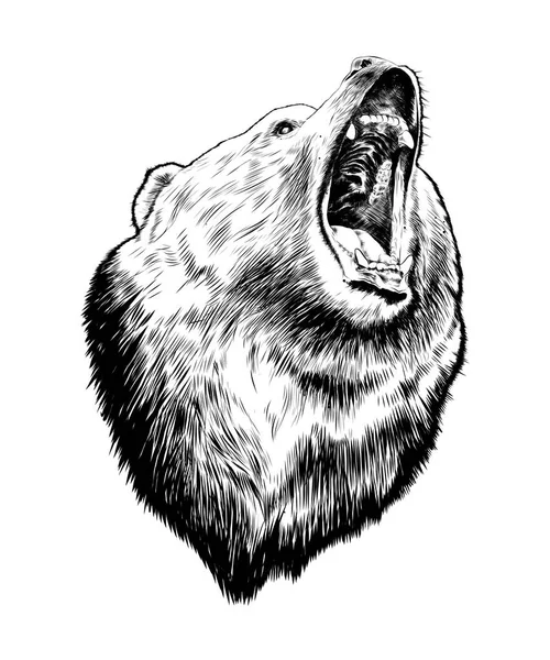 Векторная Гравировка Стиле Иллюстрации Плакатов Декорирования Печати Ручной Рисунок Медведя — стоковый вектор