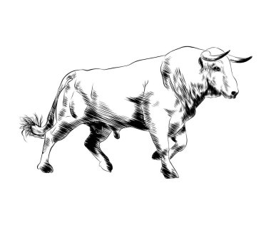 Posterler, süsleme ve baskı için oyulmuş stil illüstrasyon vektör. Boğa siyah beyaz arka plan üzerinde izole el çizilmiş kroki. Vintage gravür tarzı çizim ayrıntılı.