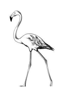 Posterler, süsleme ve baskı için oyulmuş stil illüstrasyon vektör. El Siyah beyaz arka plan üzerinde izole flamingo kuşu çizilmiş kroki. Vintage gravür tarzı çizim ayrıntılı.