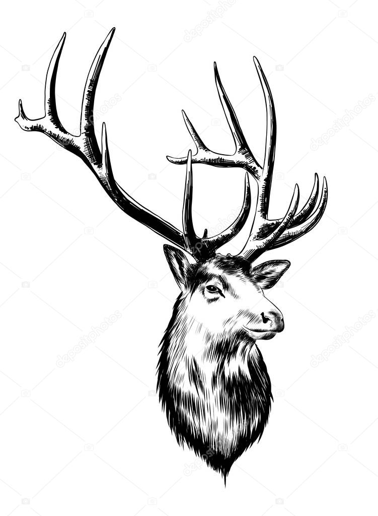Vector engraved style illustration for posters, decoration and print. Hand drawn sketch of deer in black isolated on white background. Detailed vintage etching style drawing.