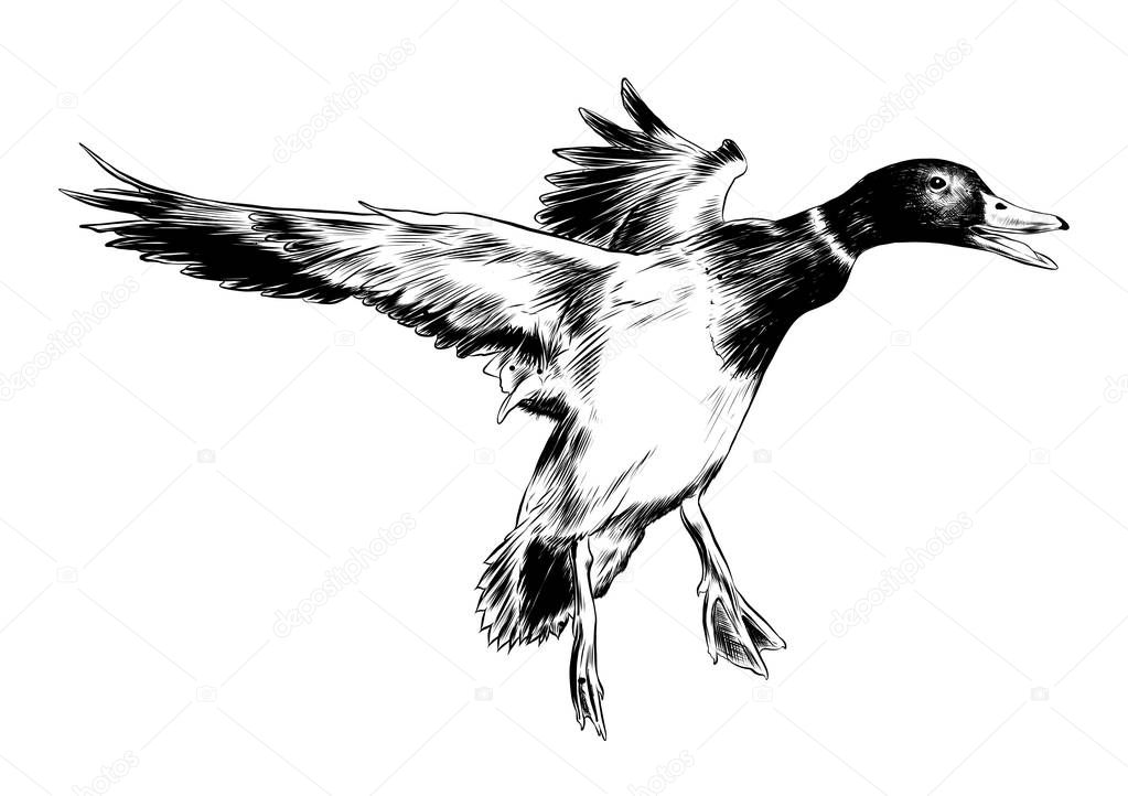 Vector engraved style illustration for posters, decoration and print. Hand drawn sketch of flying duck in black isolated on white background. Detailed vintage etching style drawing.