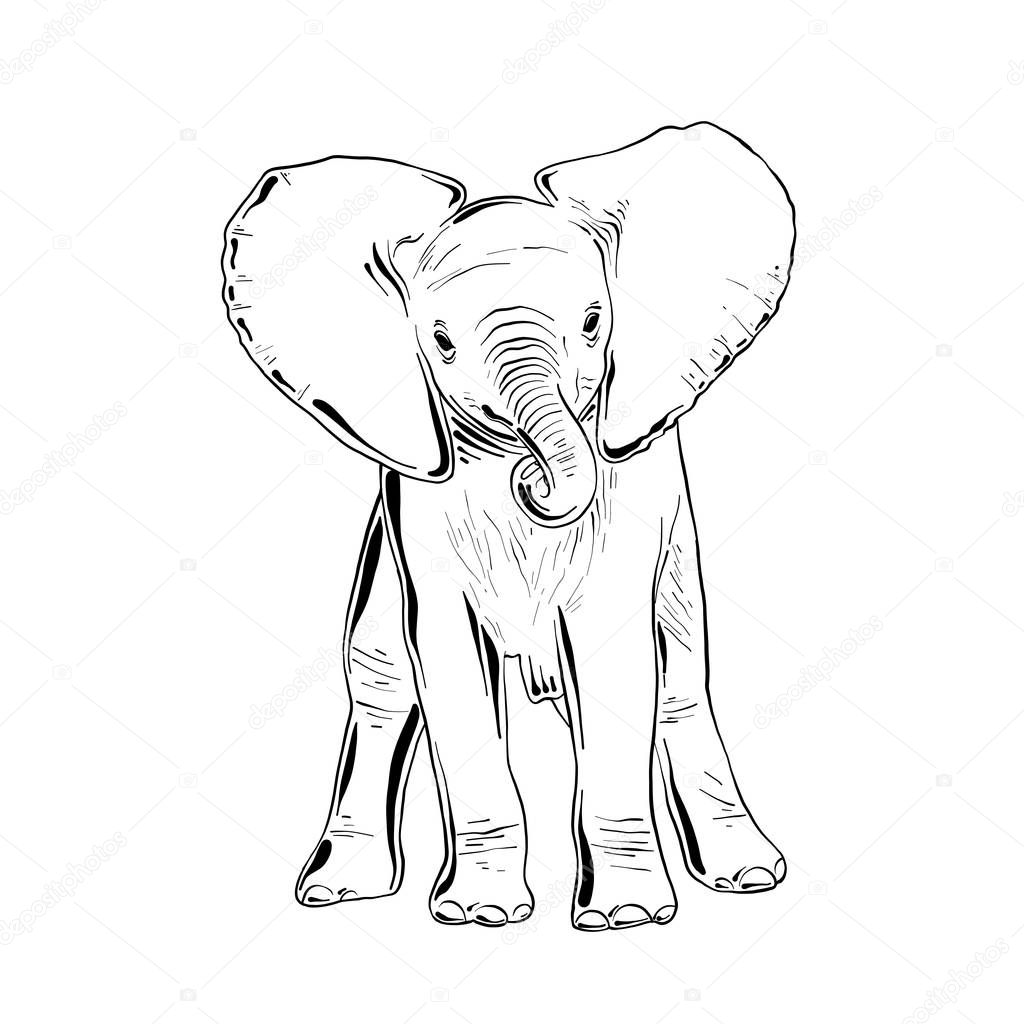 Vector engraved style illustration for posters, decoration and print. Hand drawn sketch of little elephant in black isolated on white background. Detailed vintage etching style drawing