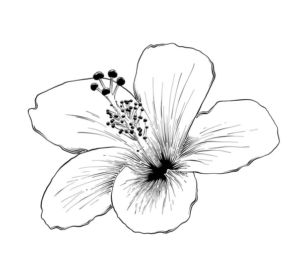 装饰和印刷的向量雕刻样式插图 手绘素描的夏威夷芙蓉花在黑色查出的白色背景 详细的复古蚀刻风格绘图 — 图库矢量图片