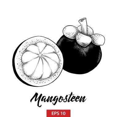 Posterler, süsleme ve baskı için oyulmuş stil illüstrasyon vektör. El çizilmiş kroki mangosten meyve siyah beyaz arka plan üzerinde izole. Vintage gravür tarzı çizim ayrıntılı.
